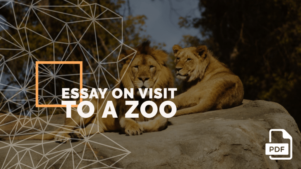 write an essay about a zoo