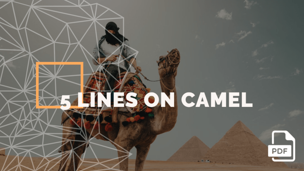 5 lines on Camel feature image feature image