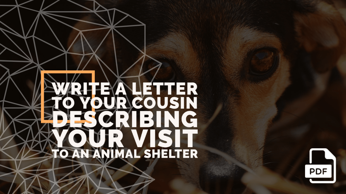 Feature image of Letter to Your Cousin Describing Your Visit to an Animal Shelter