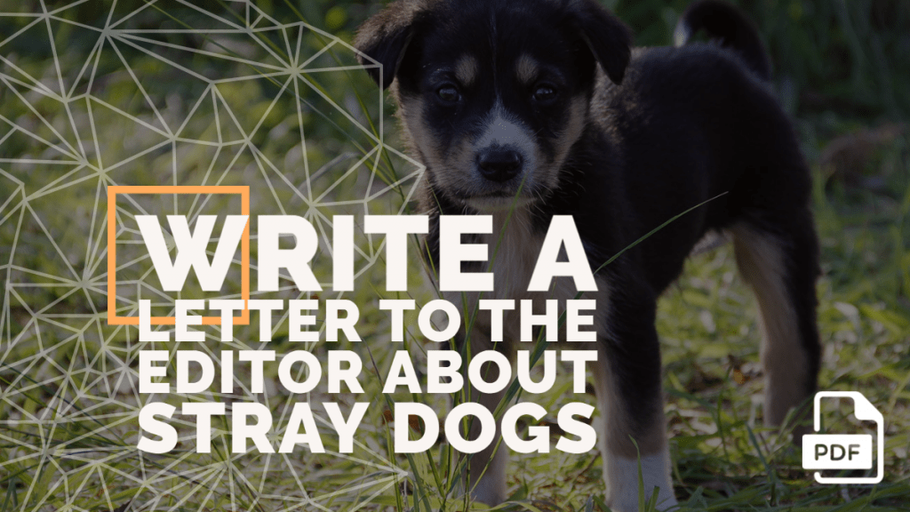 Feature image of Letter to the Editor about Stray Dogs