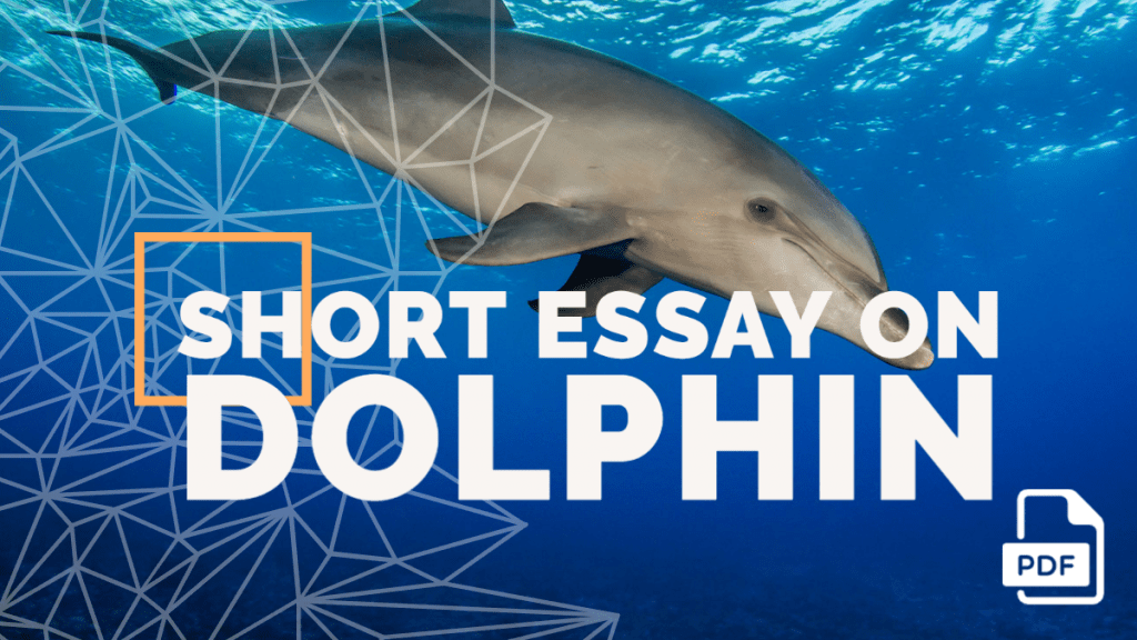 Short Essay on Dolphin [100, 200, 400 Words] With PDF