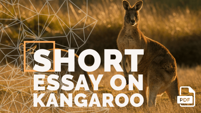 Feature image of Short Essay on Kangaroo