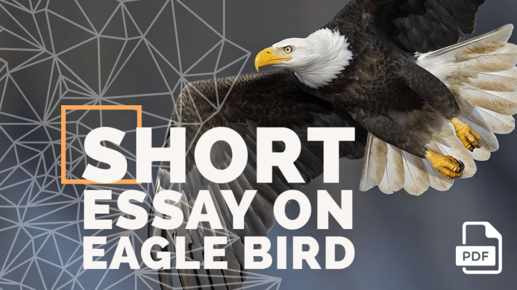 Short Essay on Eagle Bird [100, 200, 400 Words] With PDF