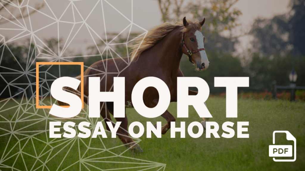 essay on horse english