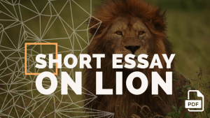 lion essay 300 words