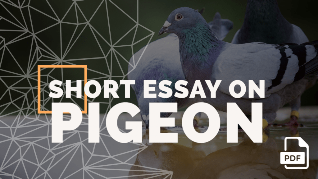 Short Essay on Pigeon [100, 200, 400 Words] With PDF