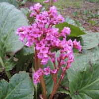 Bergenia flower