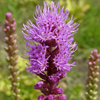 Blazingstar flower