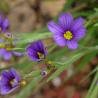 Blue-eyed grass flower