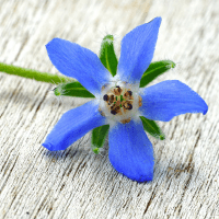 Blue starflower