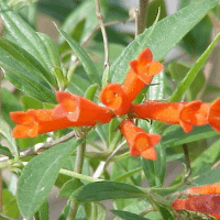 Bouvardia flower