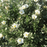 Bush morning glory flower