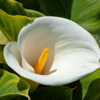 Calla lily flower