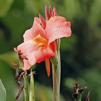 Canna lily flower