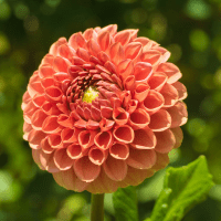 _Dahlia flower
