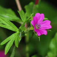 Hardy geranium flower