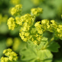 _Lady's mantle flower