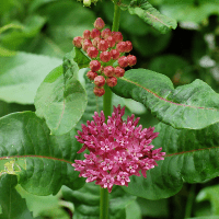 Purple milkweed flower