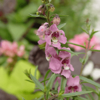 Summer snapdragon flower