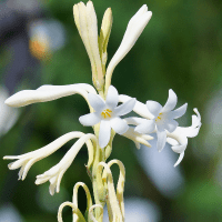 Tuberose flower