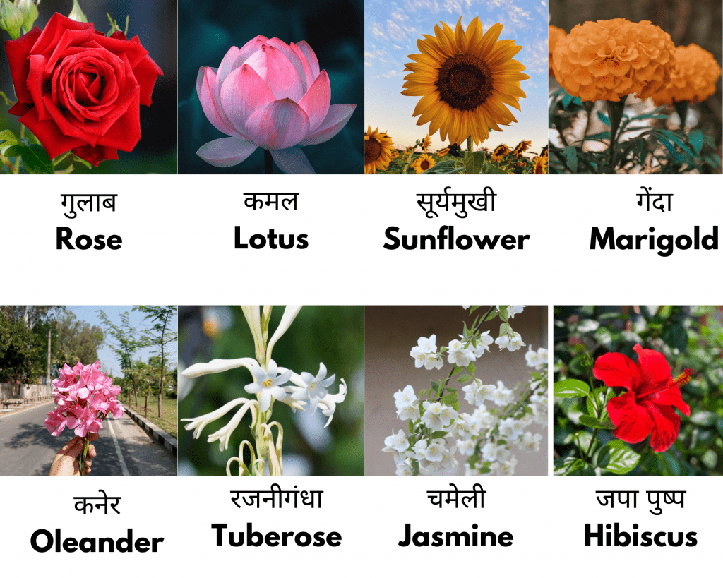 flowers name in english and hindi