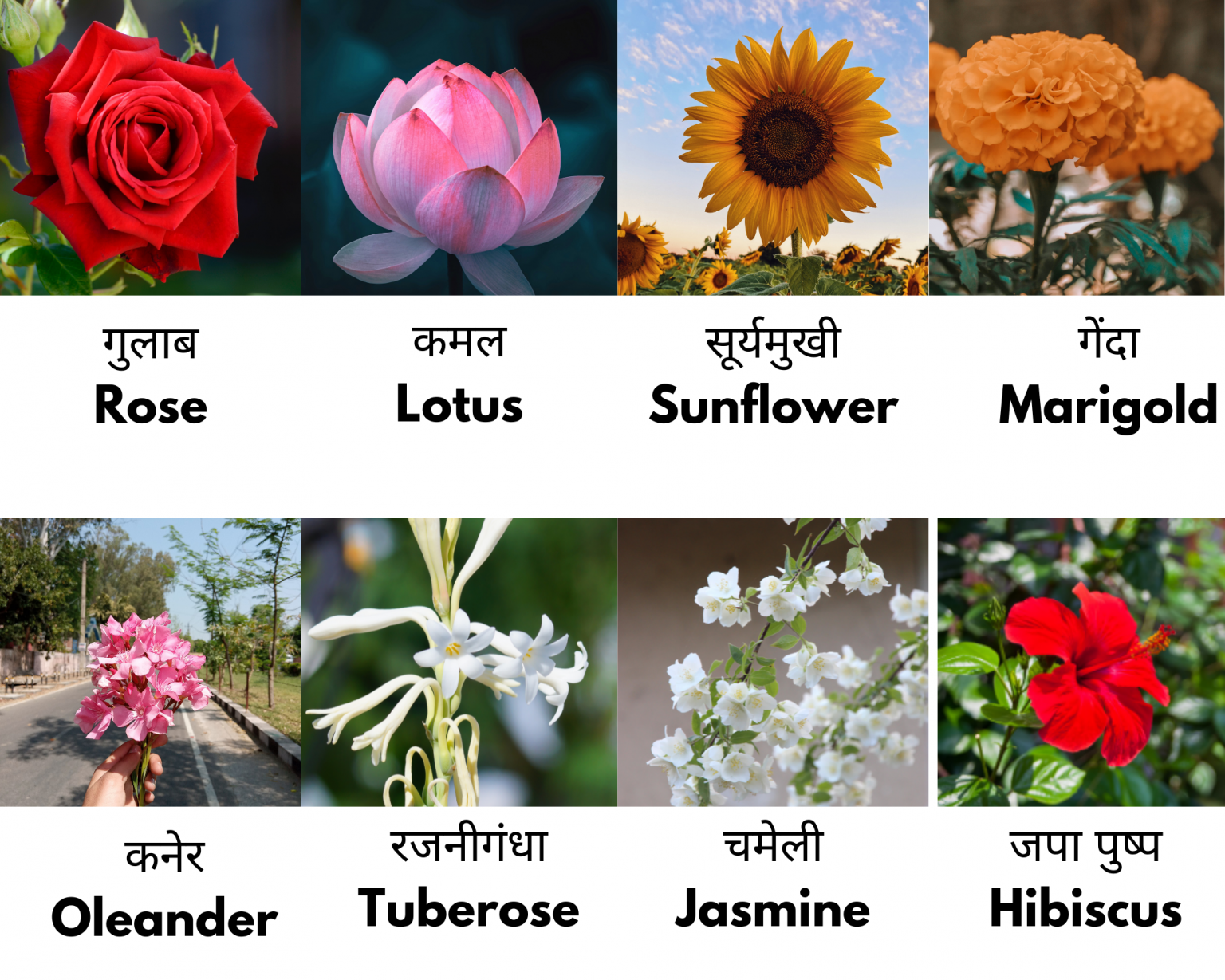 100+ Flowers Name in English and Hindi [With Picture] - English ...