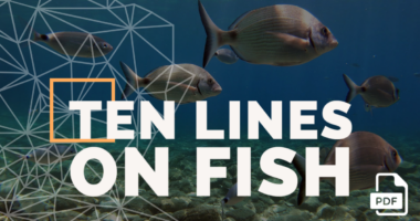 Feature image of 10 Lines on Fish